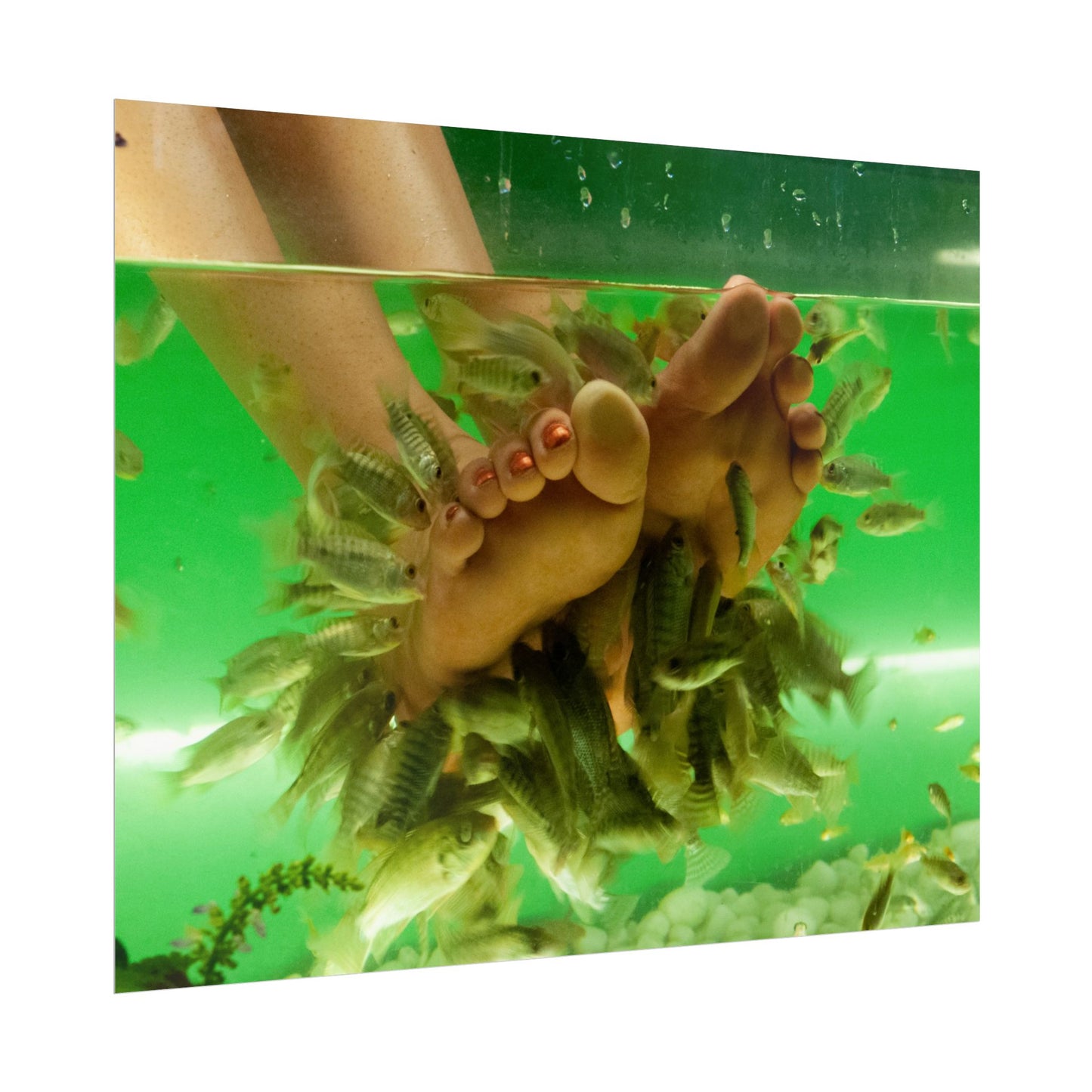 Fish Foot Massage Pedicure Feet Poster Wall Art