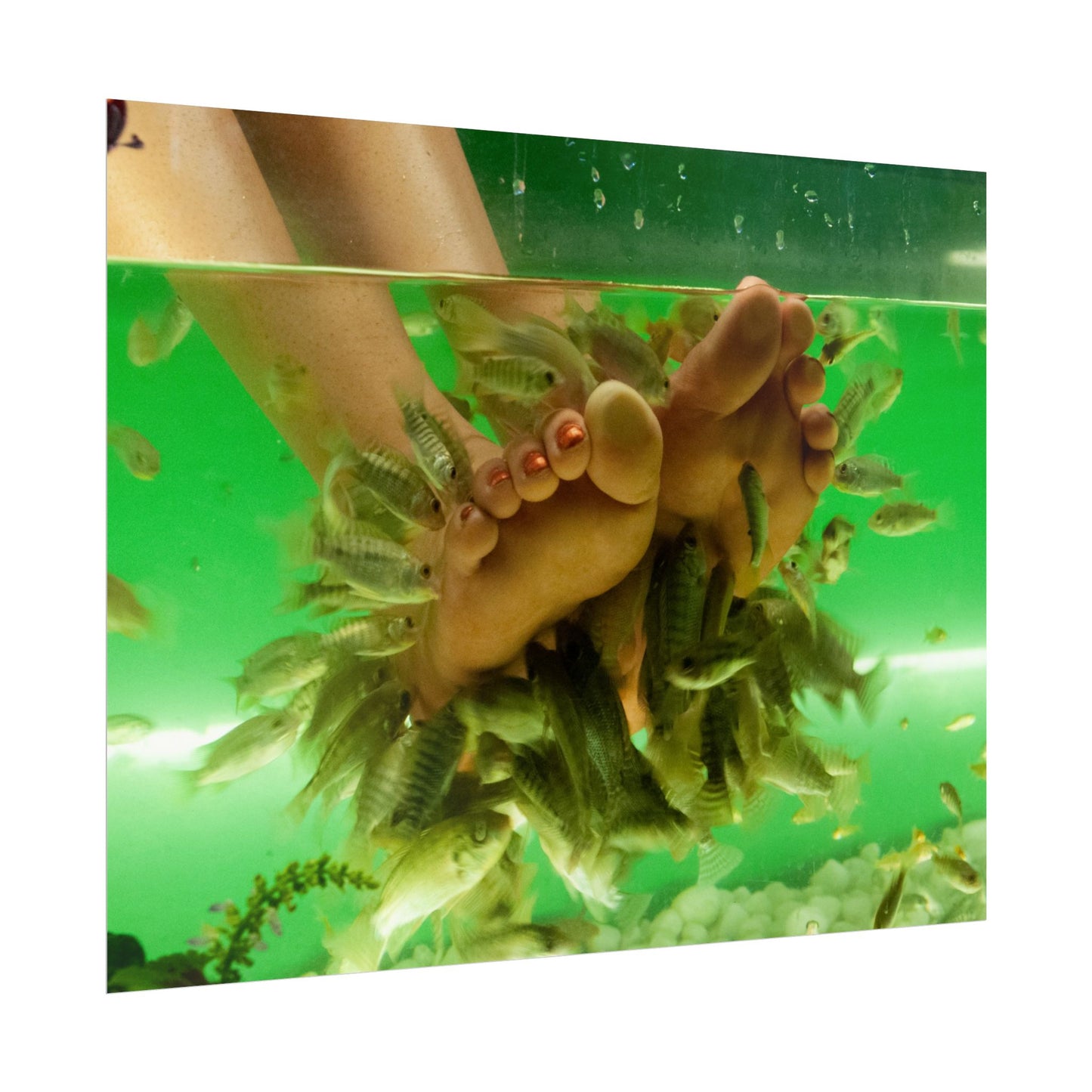 Fish Foot Massage Pedicure Feet Poster Wall Art