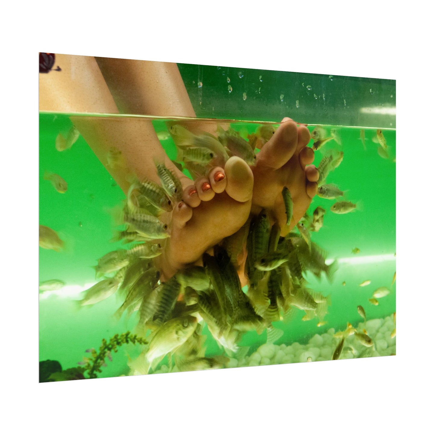 Fish Foot Massage Pedicure Feet Poster Wall Art