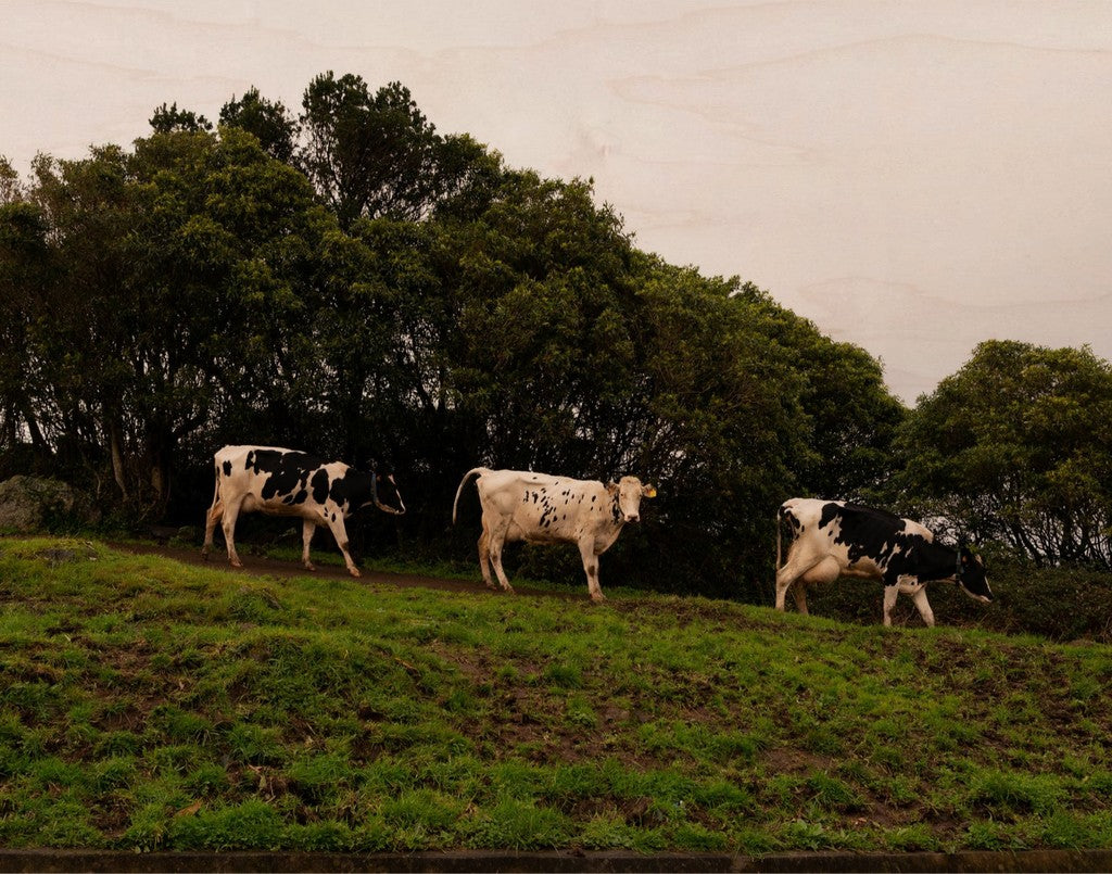 3 Cows Fine Art Photograph Printed on Wood