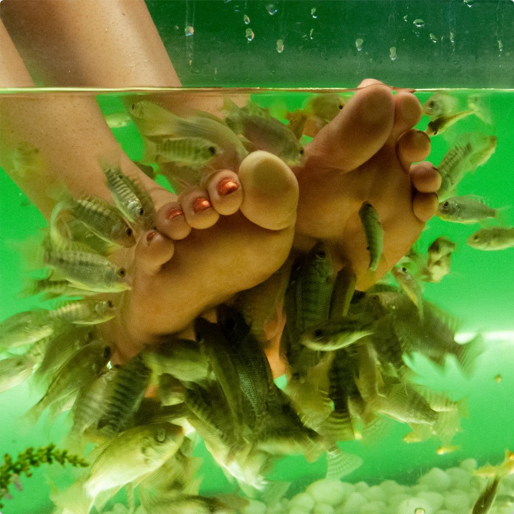 Fish Foot Massage - Wall Art - Photo Printed on Metal