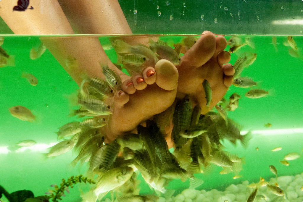 Fish Foot Massage - Wall Art - Photo Printed on Metal