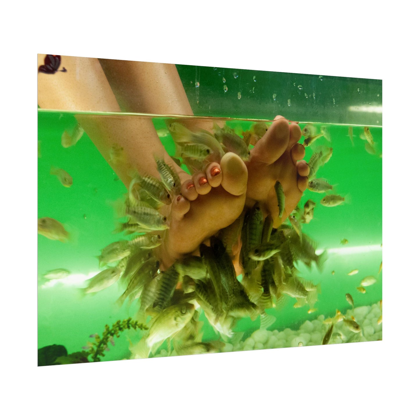 Fish Foot Massage Pedicure Feet Poster Wall Art