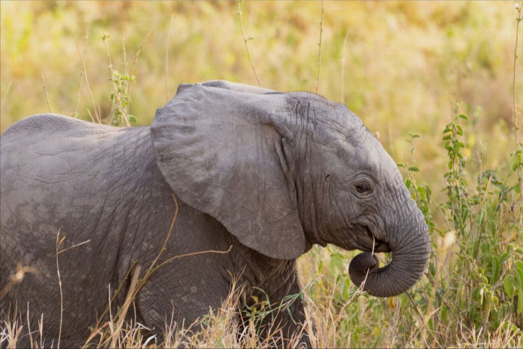 Baby Elephant Canvas Wall Art - Photo Printed on Canvas