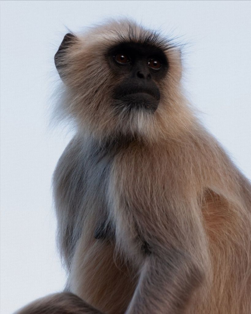 Monkey Wall Art - Photo Printed on Canvas