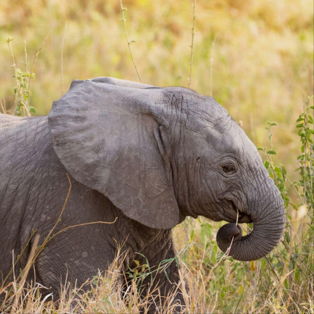 Baby Elephant Canvas Wall Art - Photo Printed on Canvas