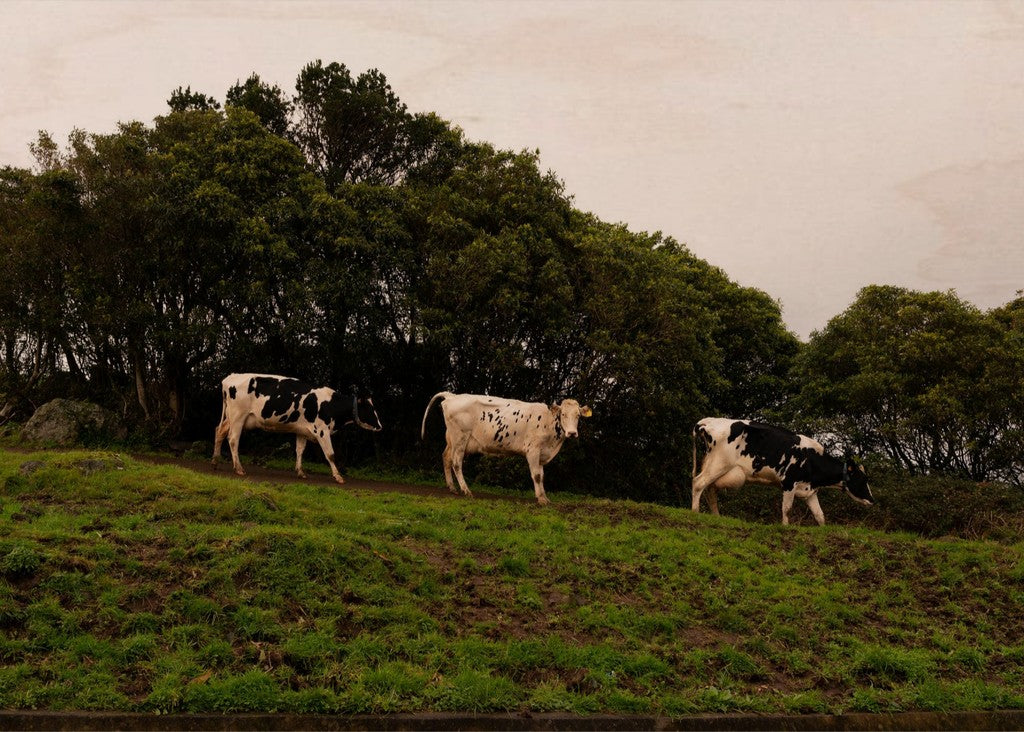 3 Cows Fine Art Photograph Printed on Wood