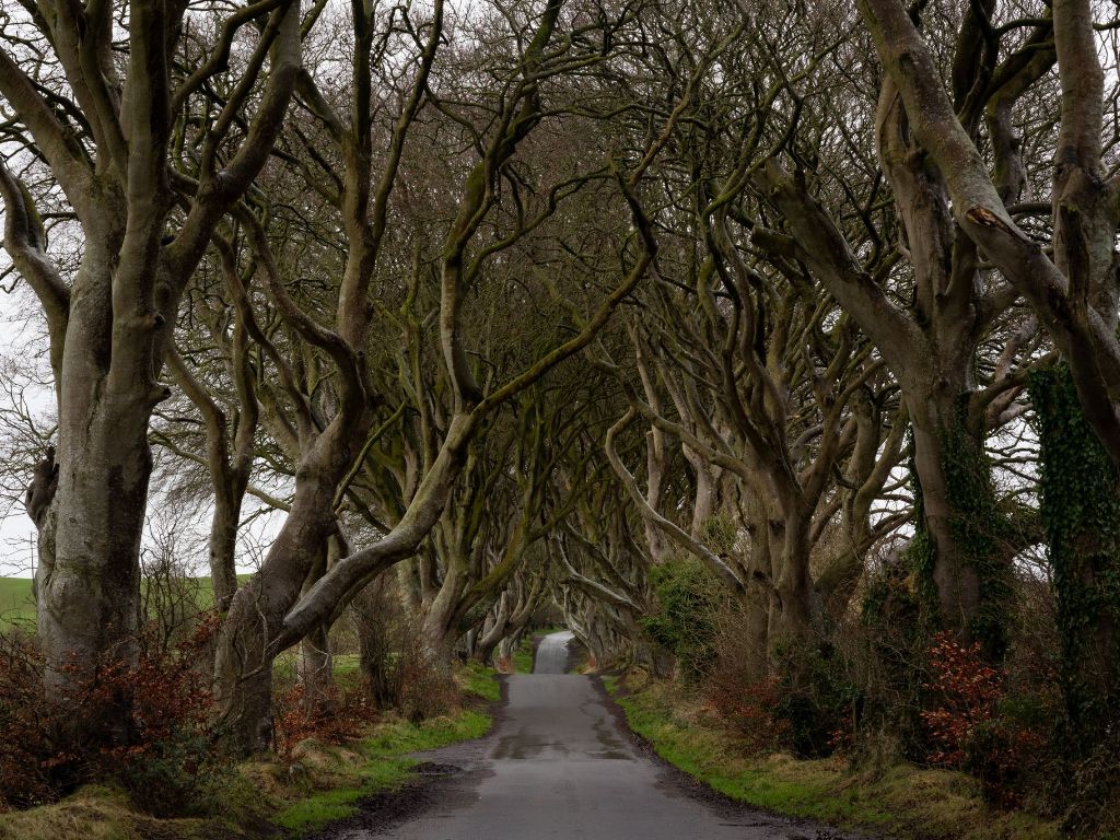 Dark Hedges, Northern Ireland - Photographic Print