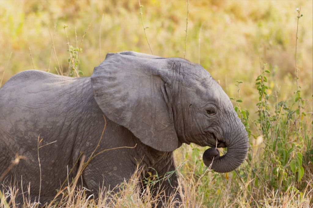 Baby Elephant Canvas Wall Art - Photo Printed on Canvas