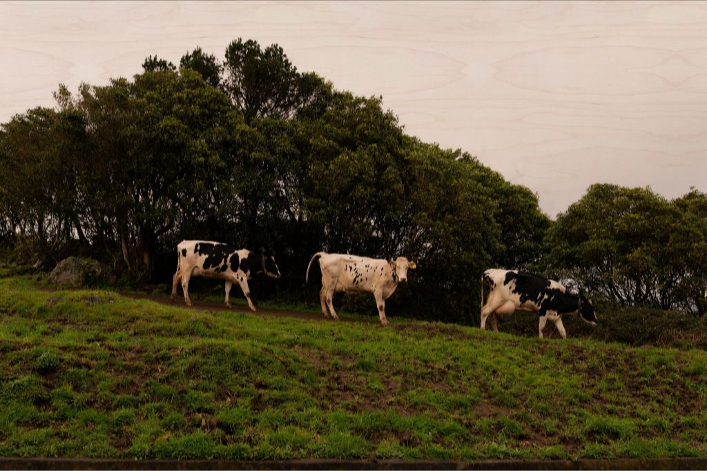 3 Cows Fine Art Photograph Printed on Wood