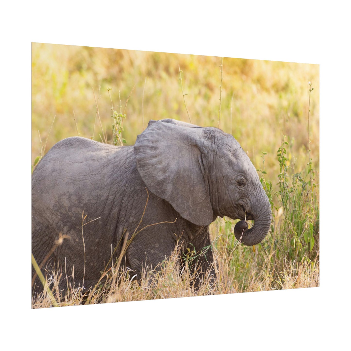 Baby Elephant Poster - Serengeti National Park - Travel Art