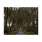 Dark Hedges Poster - Northern Ireland, UK - Wall Art