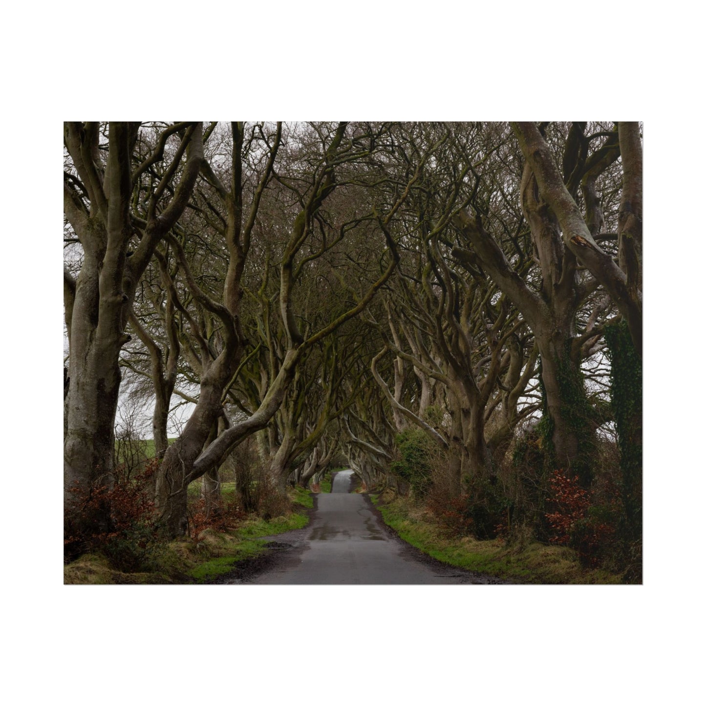 Dark Hedges Poster - Northern Ireland, UK - Wall Art