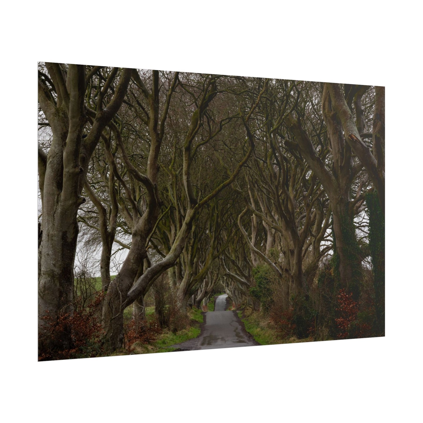 Dark Hedges Poster - Northern Ireland, UK - Wall Art