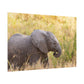 Baby Elephant Poster - Serengeti National Park - Travel Art