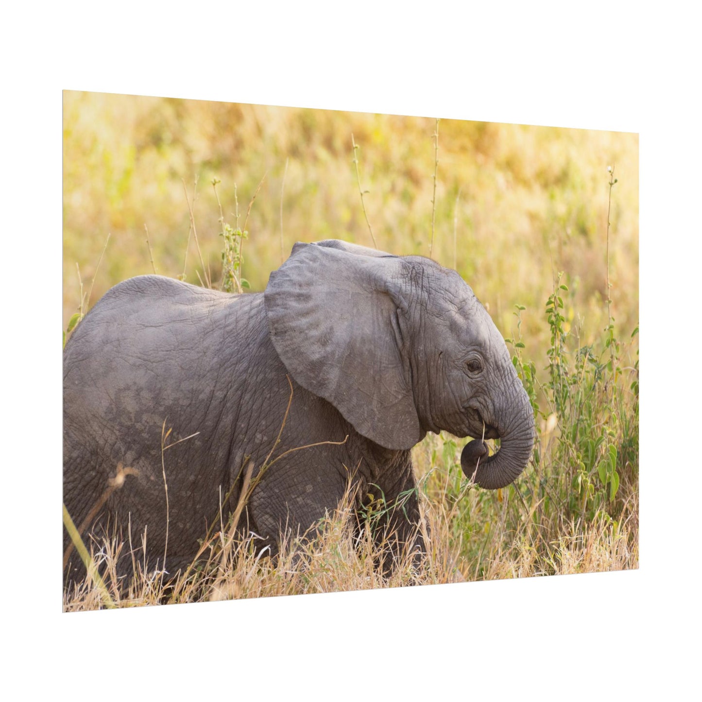 Baby Elephant Poster - Serengeti National Park - Travel Art