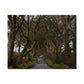 Dark Hedges Poster - Northern Ireland, UK - Wall Art