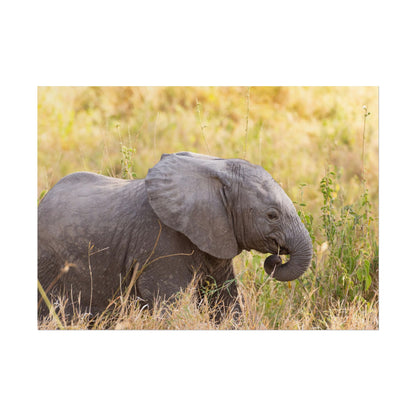 Baby Elephant Poster - Serengeti National Park - Travel Art