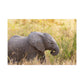 Baby Elephant Poster - Serengeti National Park - Travel Art