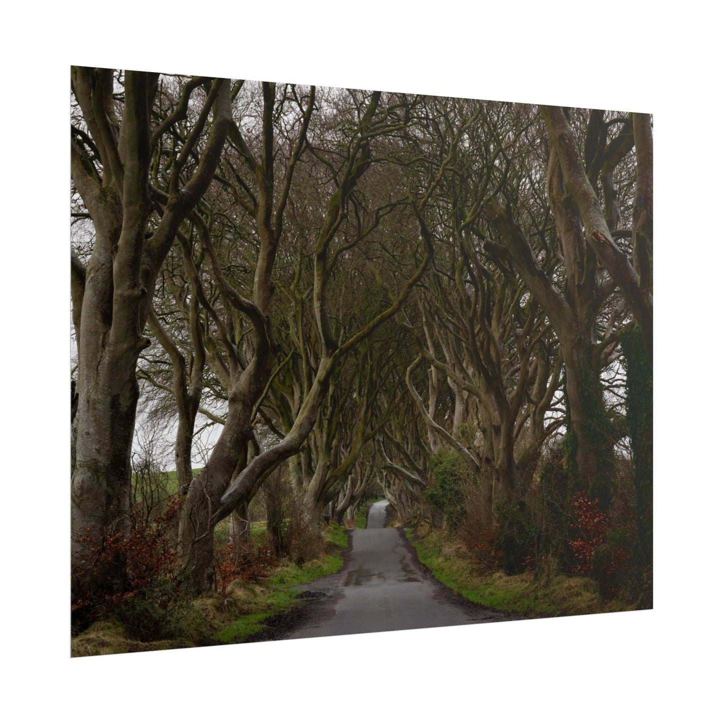 Dark Hedges Poster - Northern Ireland, UK - Wall Art