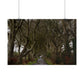 Dark Hedges Poster - Northern Ireland, UK - Wall Art