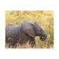 Baby Elephant Poster - Serengeti National Park - Travel Art