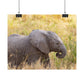 Baby Elephant Poster - Serengeti National Park - Travel Art