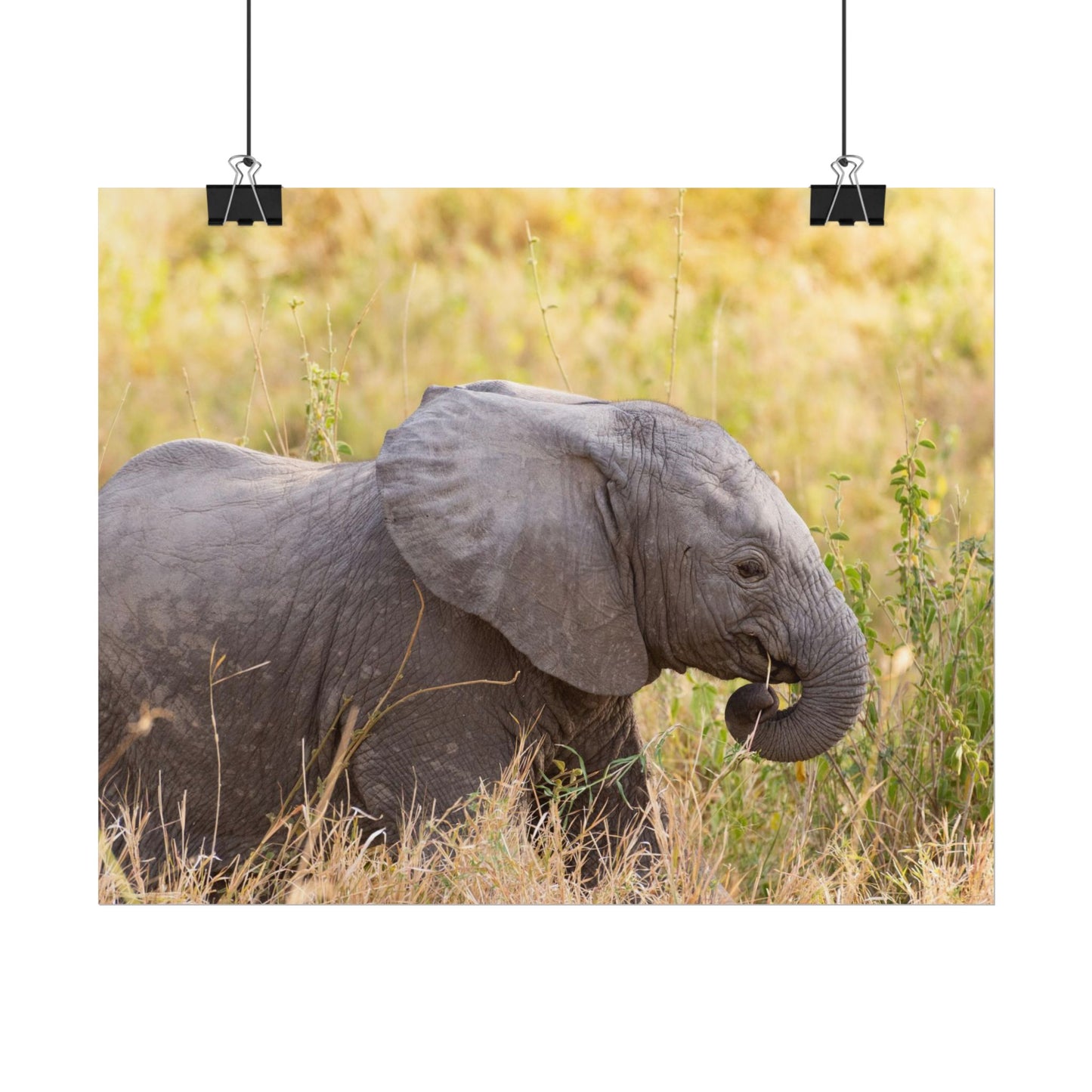 Baby Elephant Poster - Serengeti National Park - Travel Art