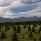 Alaska - Canvas Wall Art - Boreal Forest Tundra, Denali National Park