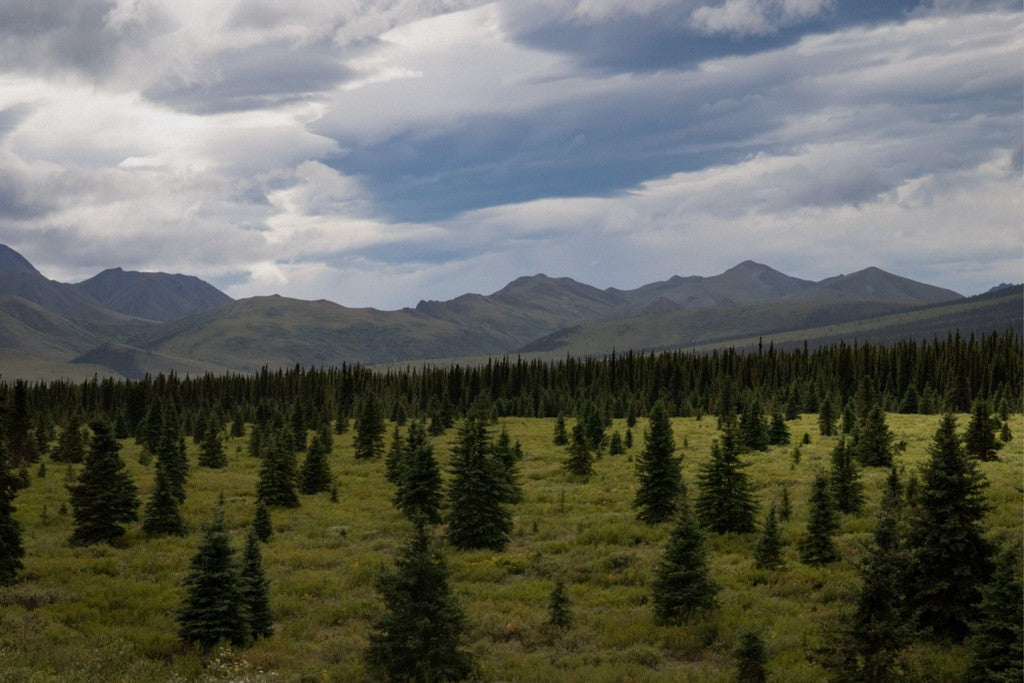 Alaska - Canvas Wall Art - Boreal Forest Tundra, Denali National Park