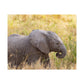 Baby Elephant Poster - Serengeti National Park - Travel Art