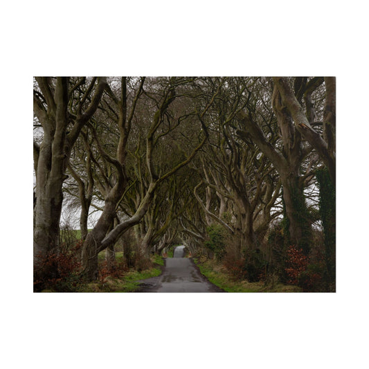 Dark Hedges Poster - Northern Ireland, UK - Wall Art