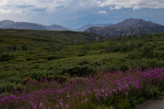 Flowers in Denali - Canvas Wall Art