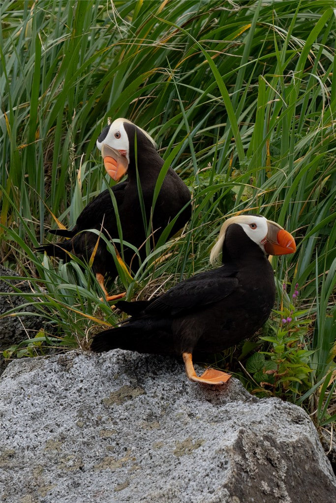 Two Tufted Puffins - Wall Art