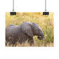 Baby Elephant Poster - Serengeti National Park - Travel Art