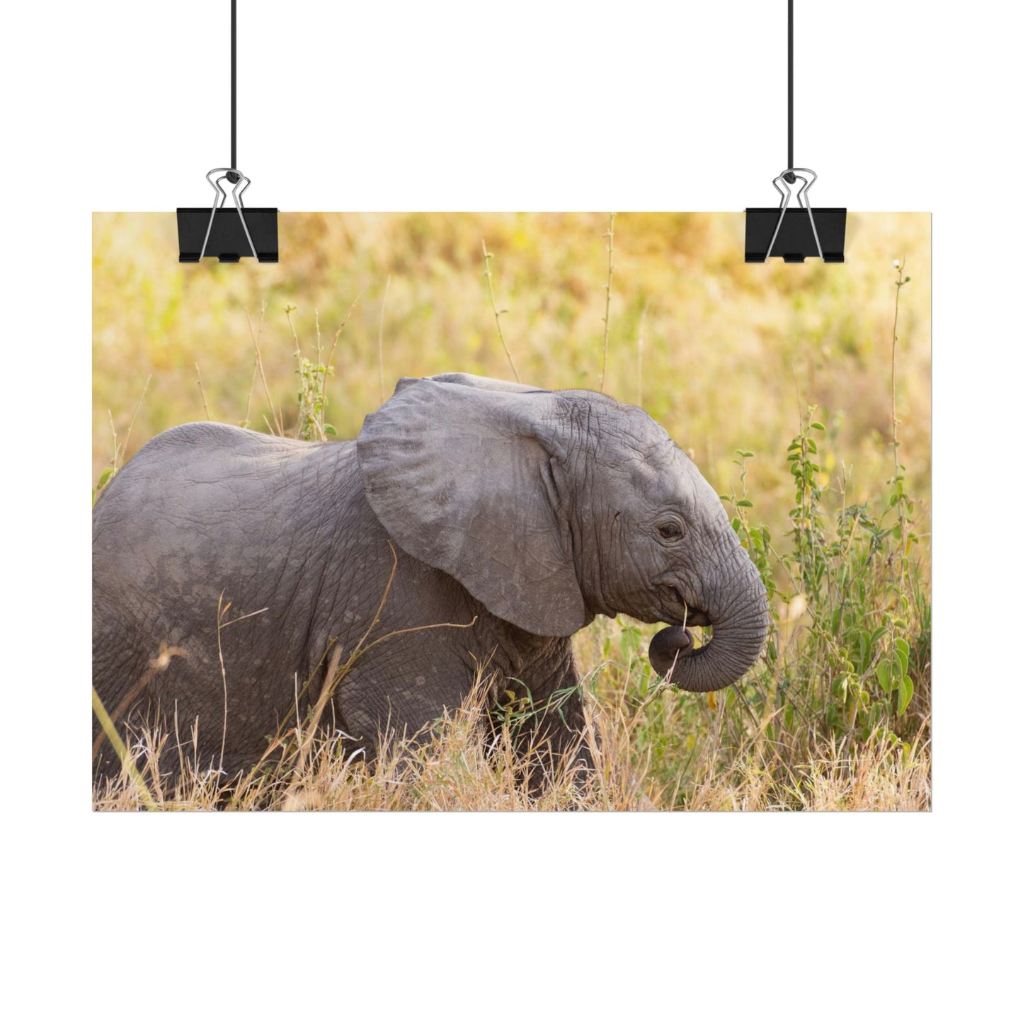 Baby Elephant Poster - Serengeti National Park - Travel Art