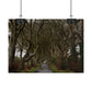 Dark Hedges Poster - Northern Ireland, UK - Wall Art