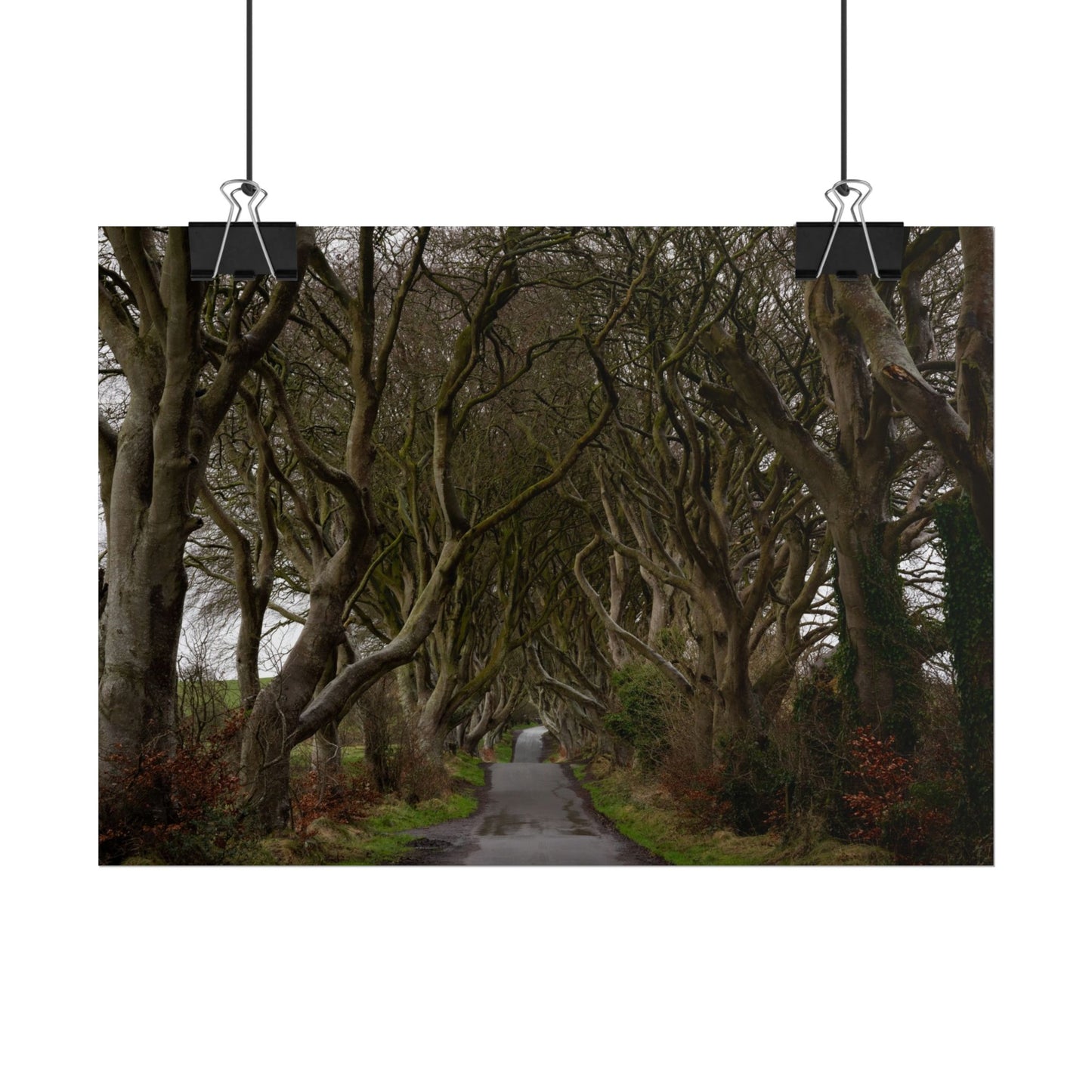 Dark Hedges Poster - Northern Ireland, UK - Wall Art