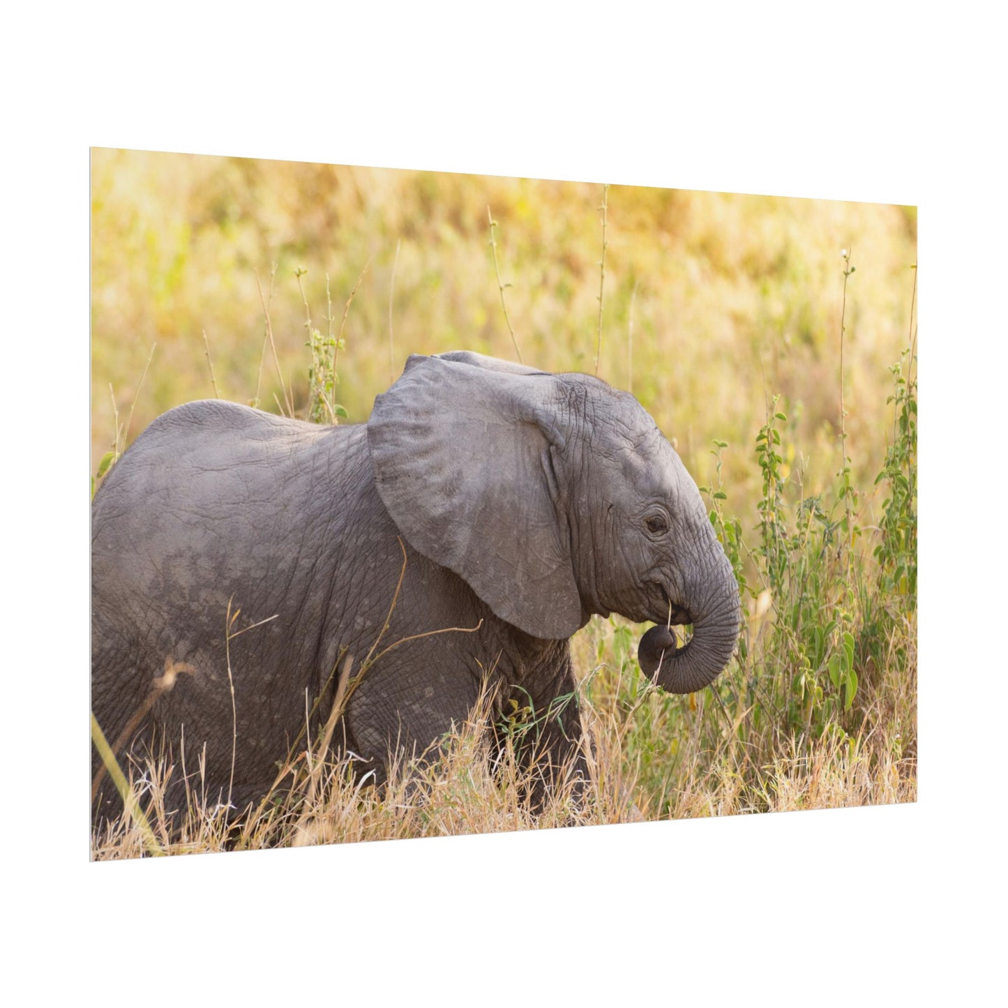 Baby Elephant Poster - Serengeti National Park - Travel Art