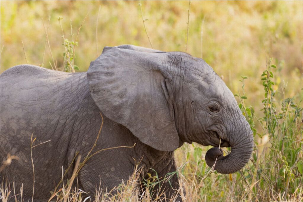 Baby Elephant - Photo Printed on Canvas