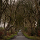 The Dark Hedges, Northern Ireland - Photo Printed on Wood