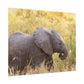 Baby Elephant Poster - Serengeti National Park - Travel Art