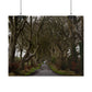 Dark Hedges Poster - Northern Ireland, UK - Wall Art