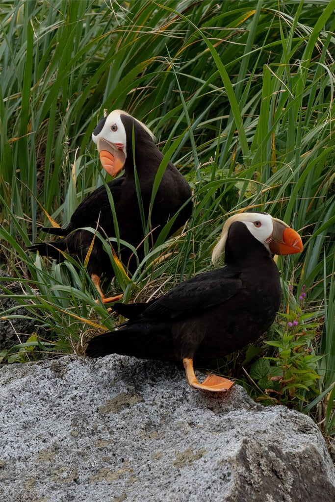 Two Tufted Puffins - Wall Art