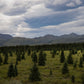 Alaska - Canvas Wall Art - Boreal Forest Tundra, Denali National Park