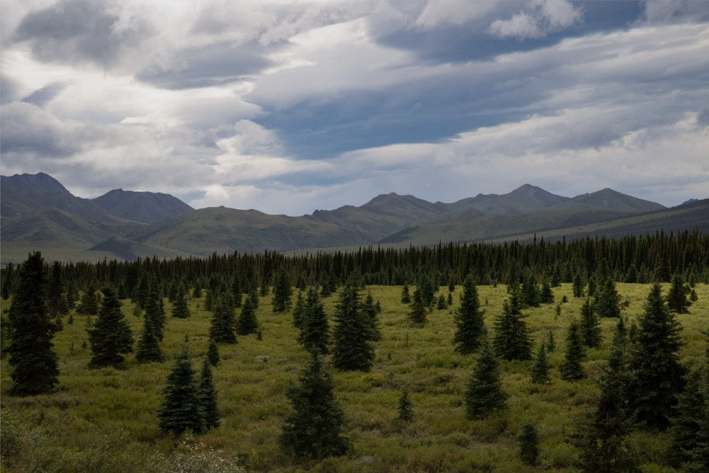 Alaska - Canvas Wall Art - Boreal Forest Tundra, Denali National Park