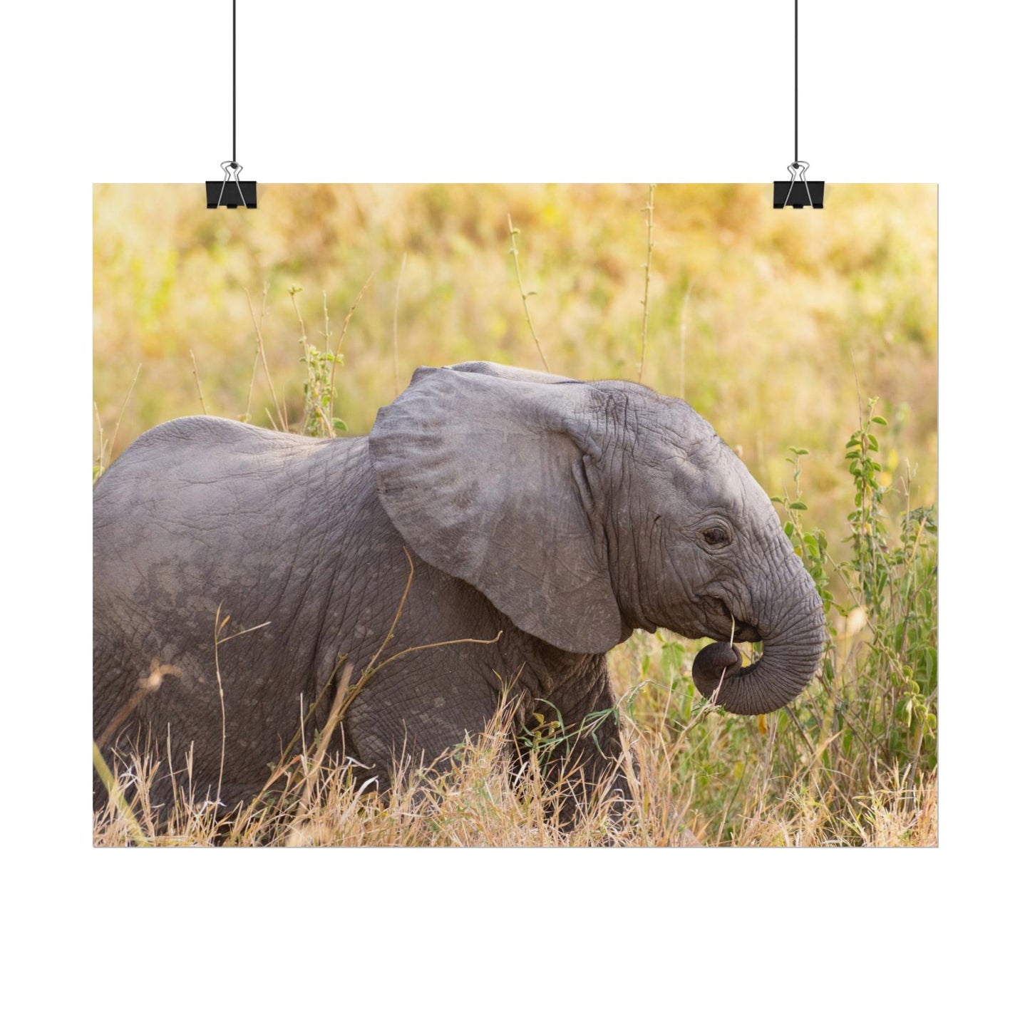 Baby Elephant Poster - Serengeti National Park - Travel Art