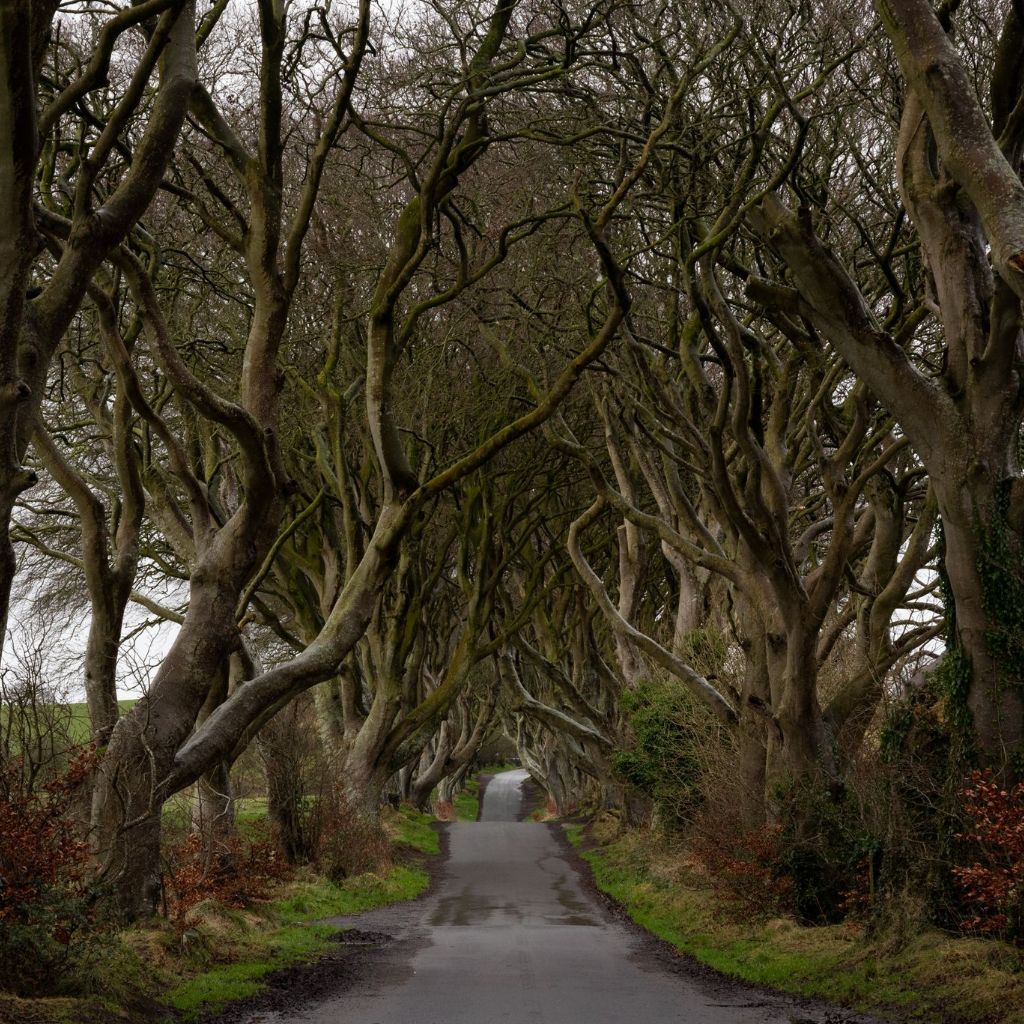 Dark Hedges, Northern Ireland - Photographic Print