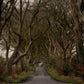 The Dark Hedges, Northern Ireland - Photo Printed on Wood