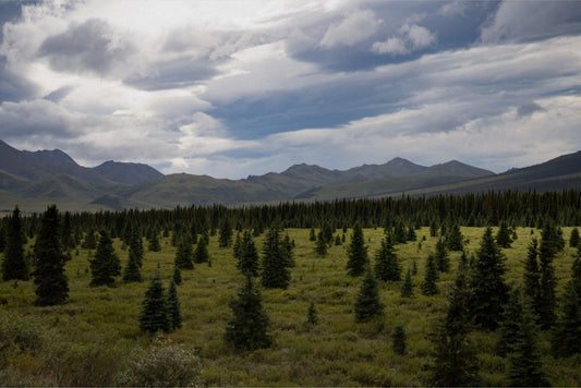 Alaska - Canvas Wall Art - Boreal Forest Tundra, Denali National Park